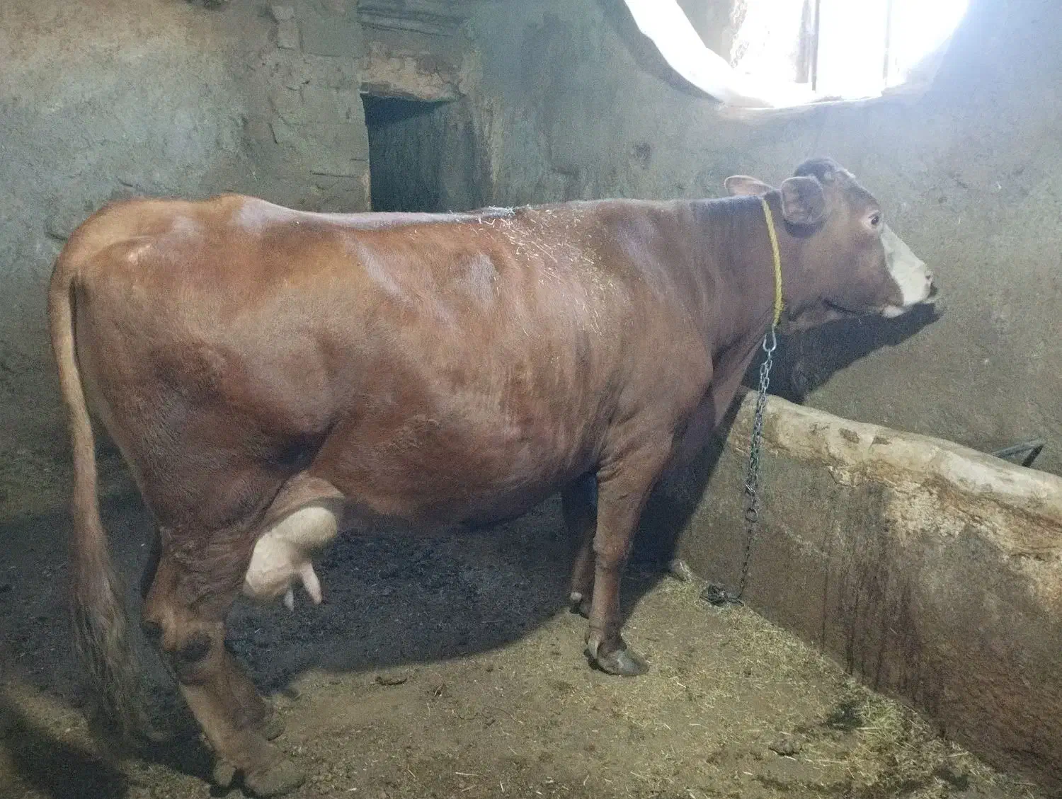 گاو سیمینتال شیری|حیوانات مزرعه|مریوان, |دیوار