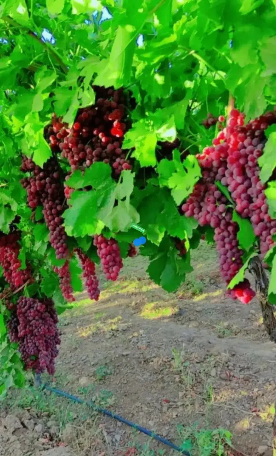 بدون واسطه نهال خرید کن|حراج|خنداب, |دیوار