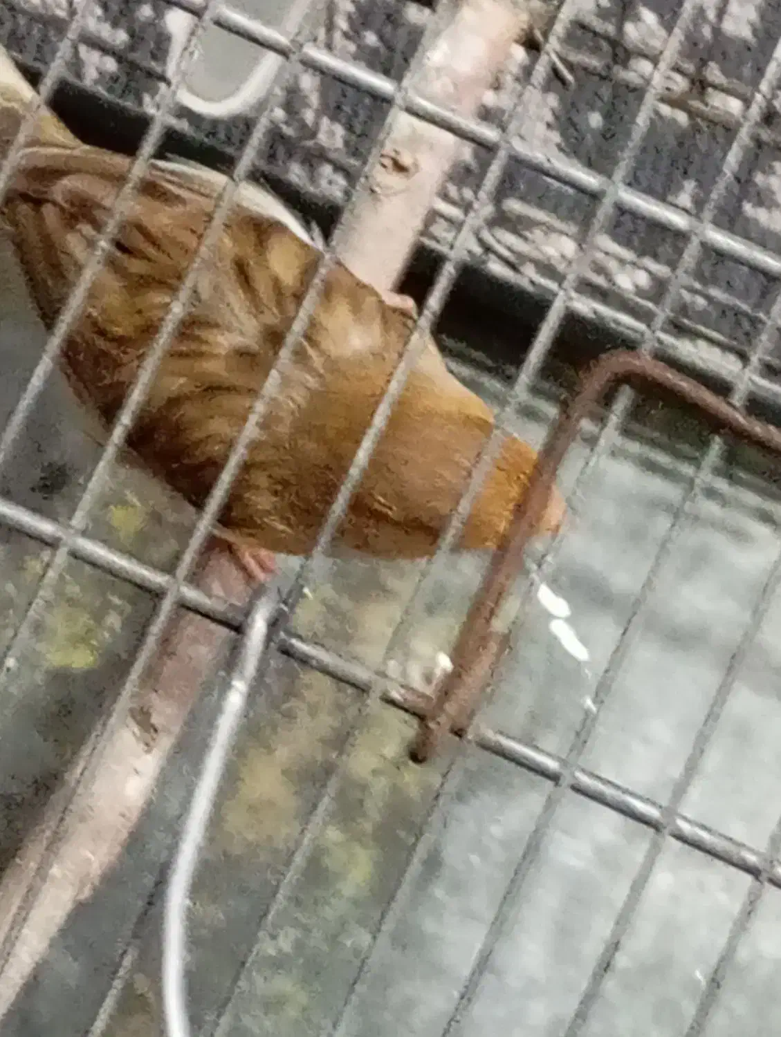 قناری ماده|پرنده|ری, تقی آباد|دیوار