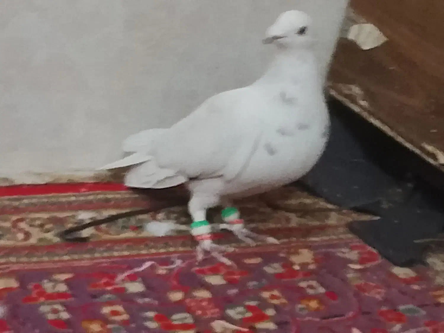 پرشی به شرط زدو خورد|پرنده|سبزوار, خسروجرد|دیوار