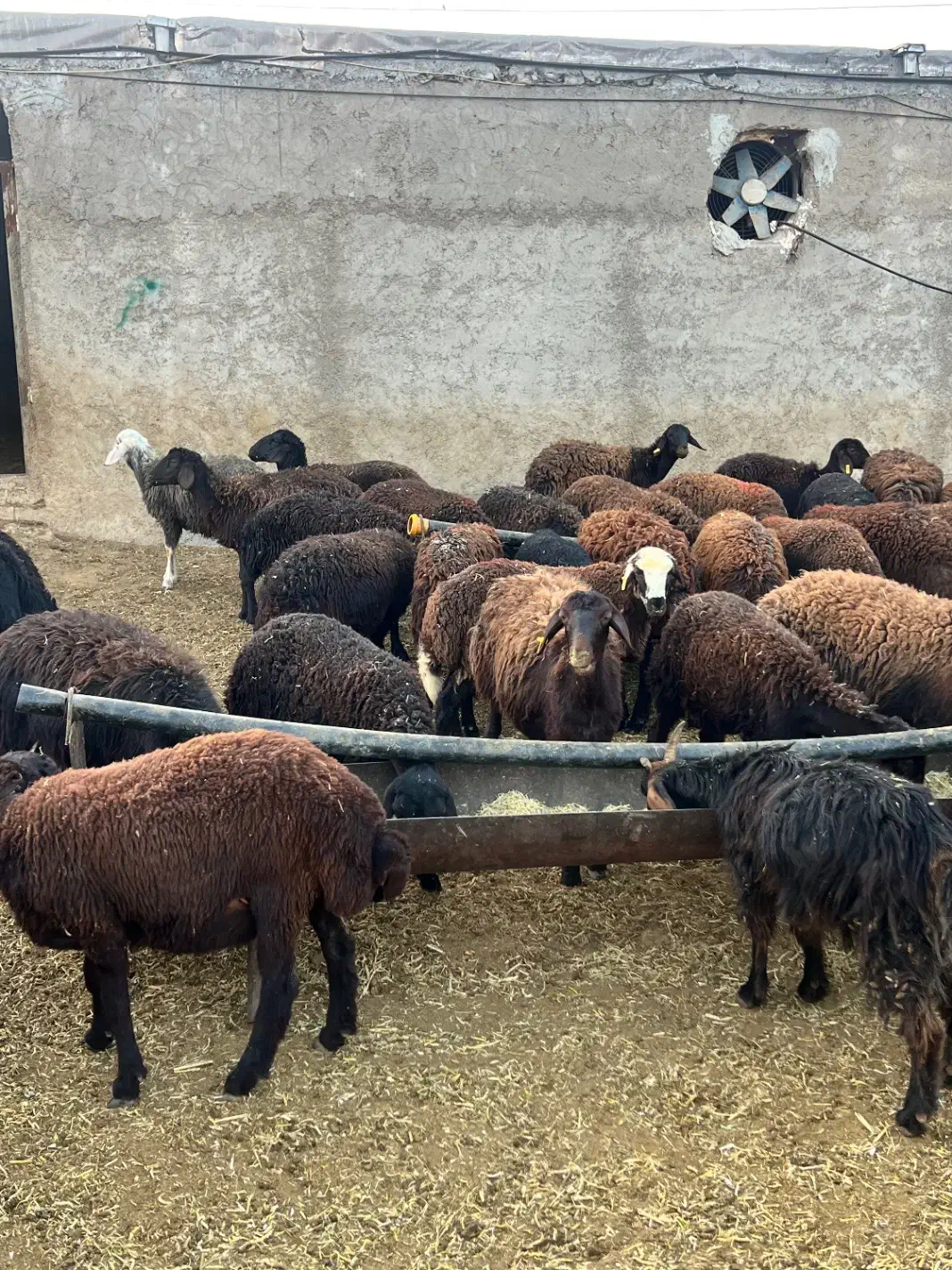 حیوانات مزرعه|حیوانات مزرعه|حسن آباد, |دیوار