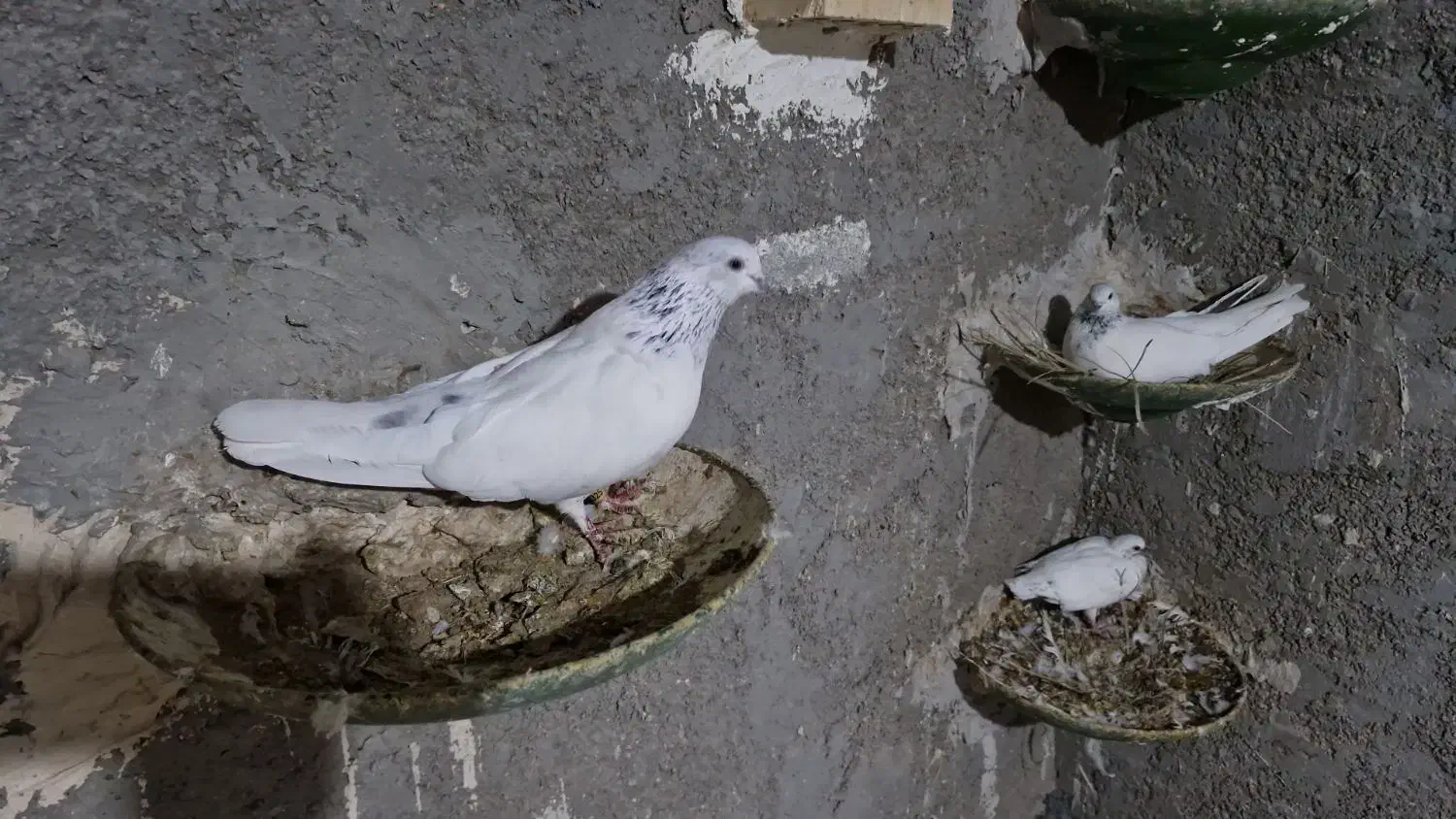 شیخ ابری|پرنده|چمران, |دیوار