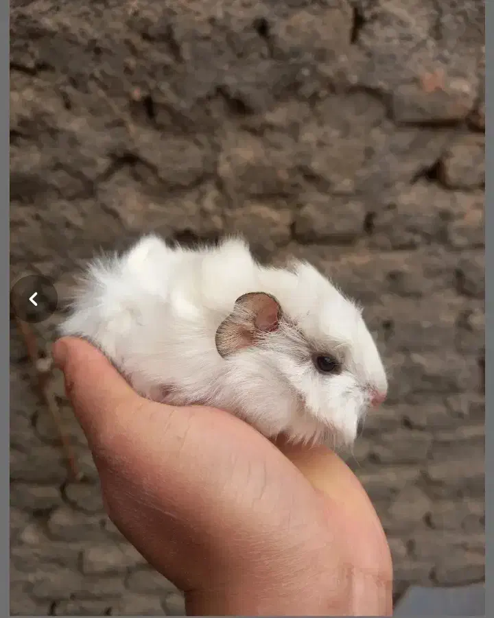 خوکچه هندی جوجه خرگوش|موش و خرگوش|مشهد, موعود|دیوار