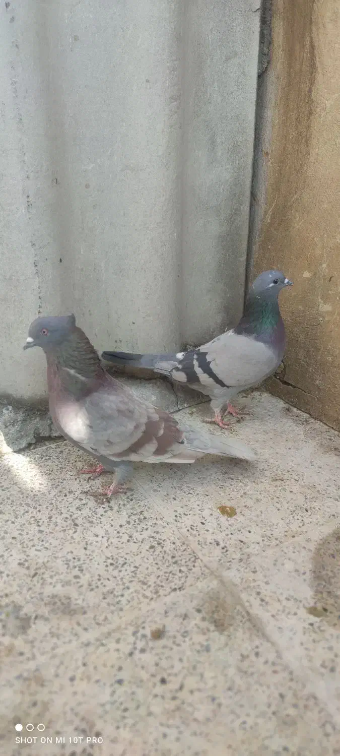 فروش کبوتر|پرنده|اصفهان, فروردین|دیوار