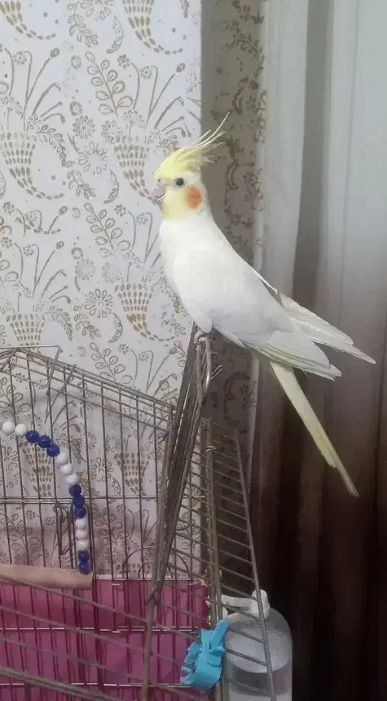 عروس هلندی لوتینو اهلی|پرنده|شوط, |دیوار