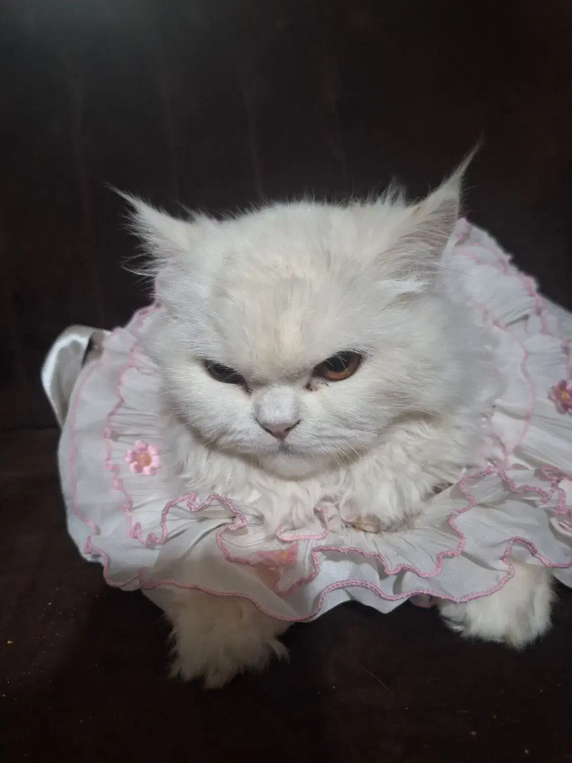 گربه گم شده|گربه|پیشوا, |دیوار