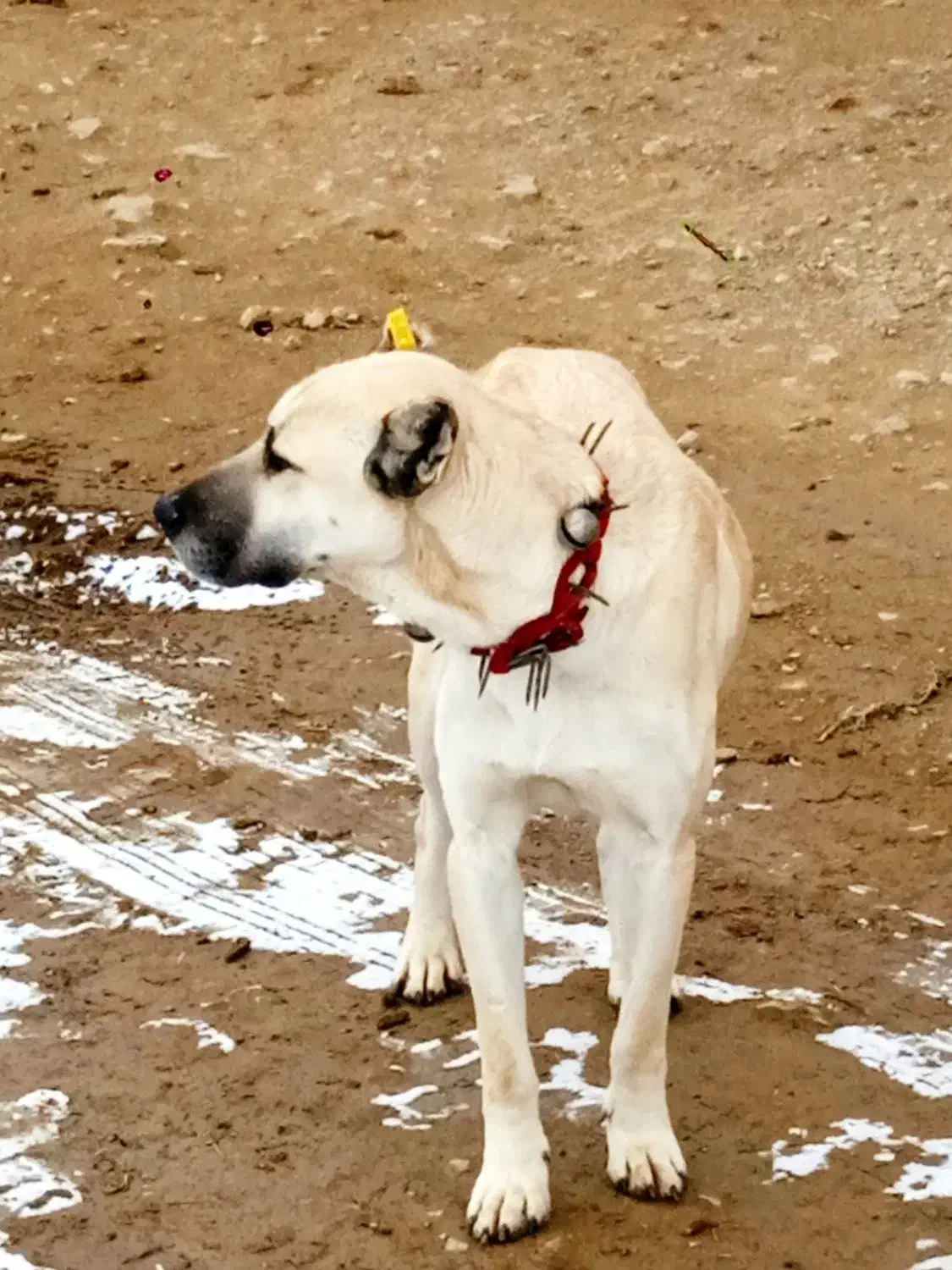 توله سگ سرابی 7ماه|سگ|اشنویه, |دیوار