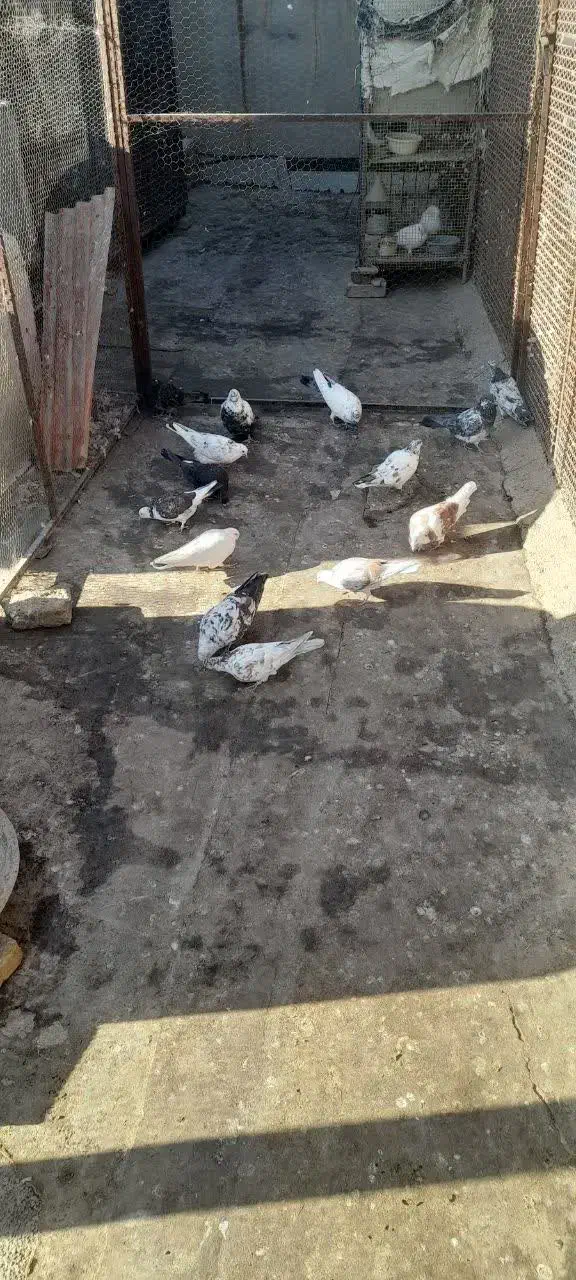 کبوتر گرفتنی|پرنده|سمنان, |دیوار