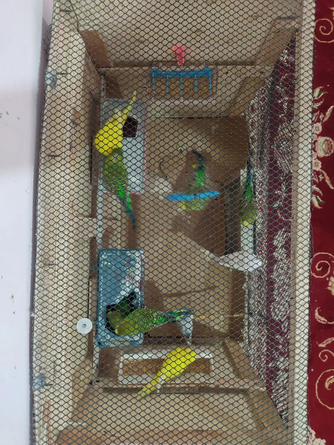 چهار جفت مرغ عشق تخم گذار و قفس|پرنده|دزفول, |دیوار