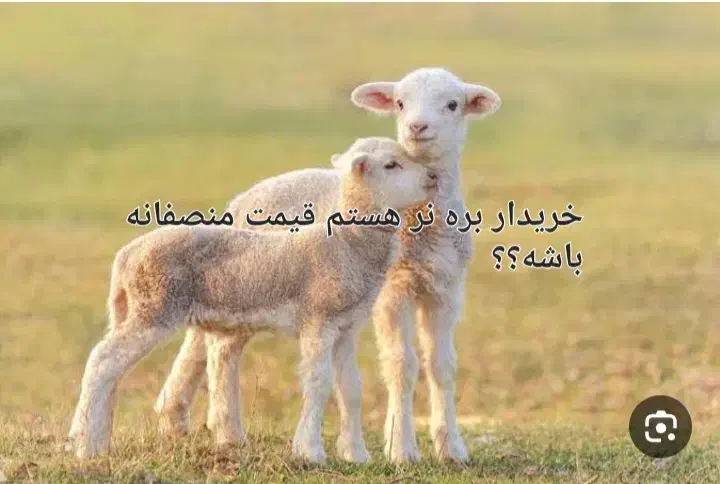 گوسفند|حیوانات مزرعه|ایرانشهر, |دیوار