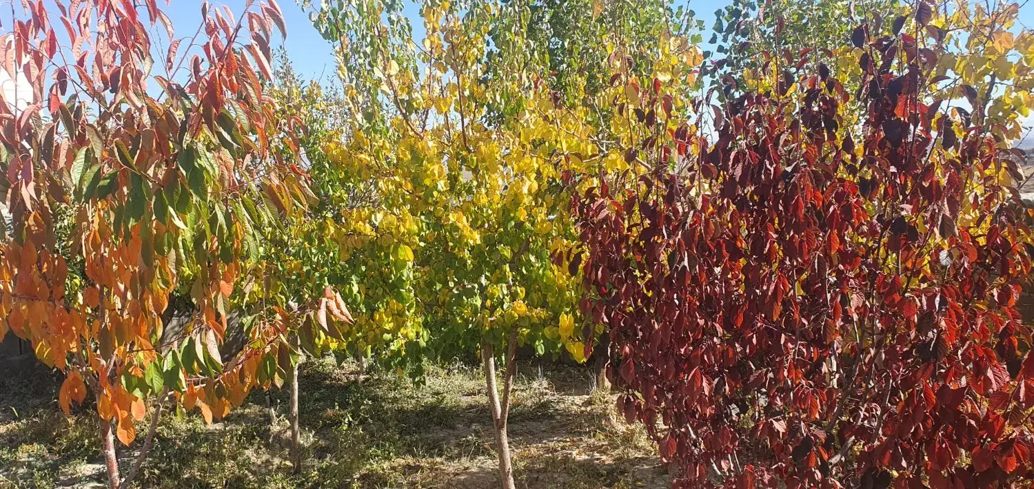 فروش باغ ویلایی در روستای زین اباد|فروش خانه و ویلا|صوفیان, |دیوار