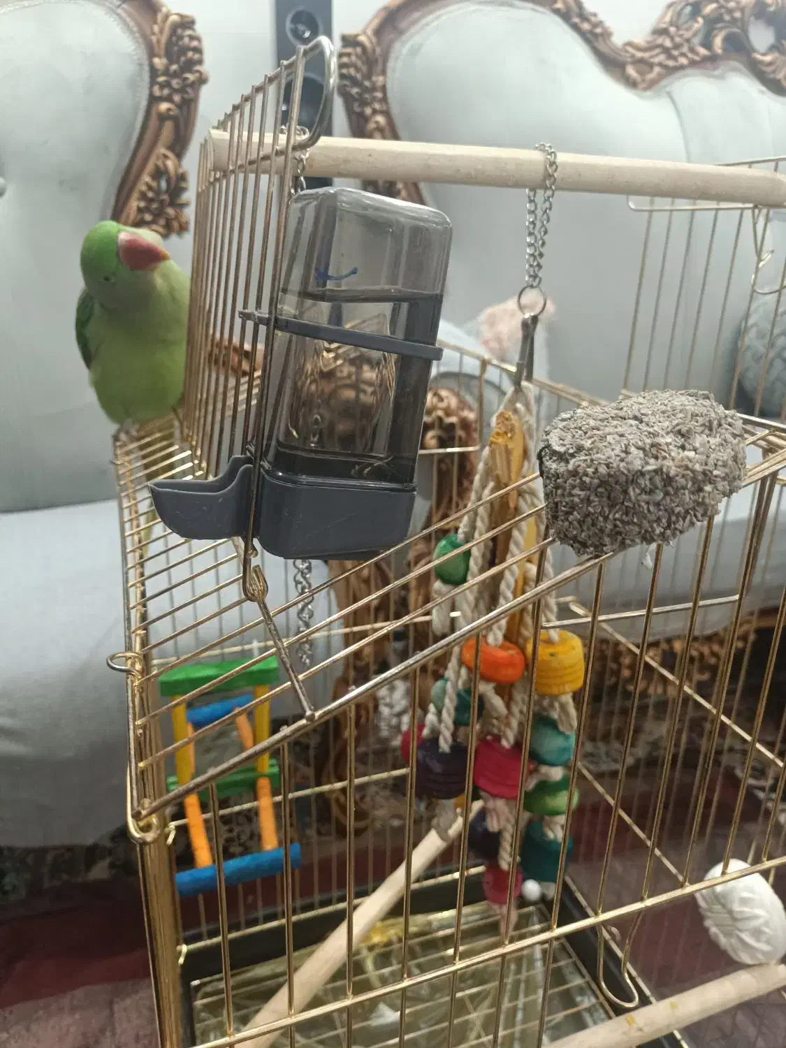 شاه طوطی نر|پرنده|ملارد, |دیوار