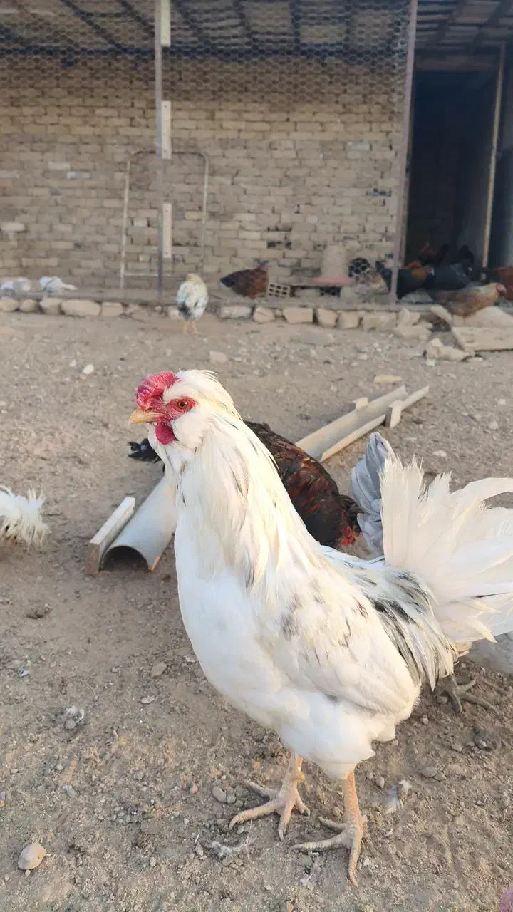 تخم مرغ گلین|حیوانات مزرعه|الیگودرز, |دیوار