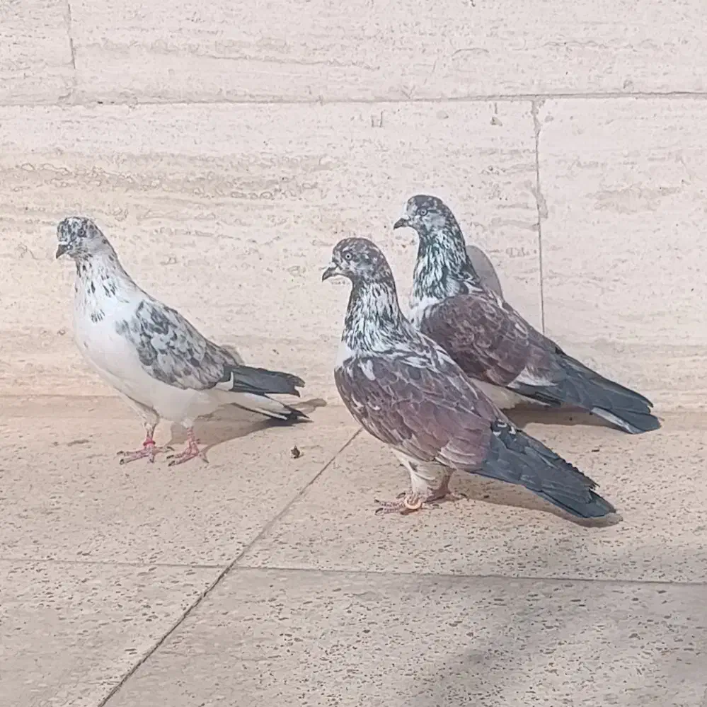 کبوتر نر کاشونی|پرنده|شاهین‌شهر, شهرک هشت بهشت|دیوار