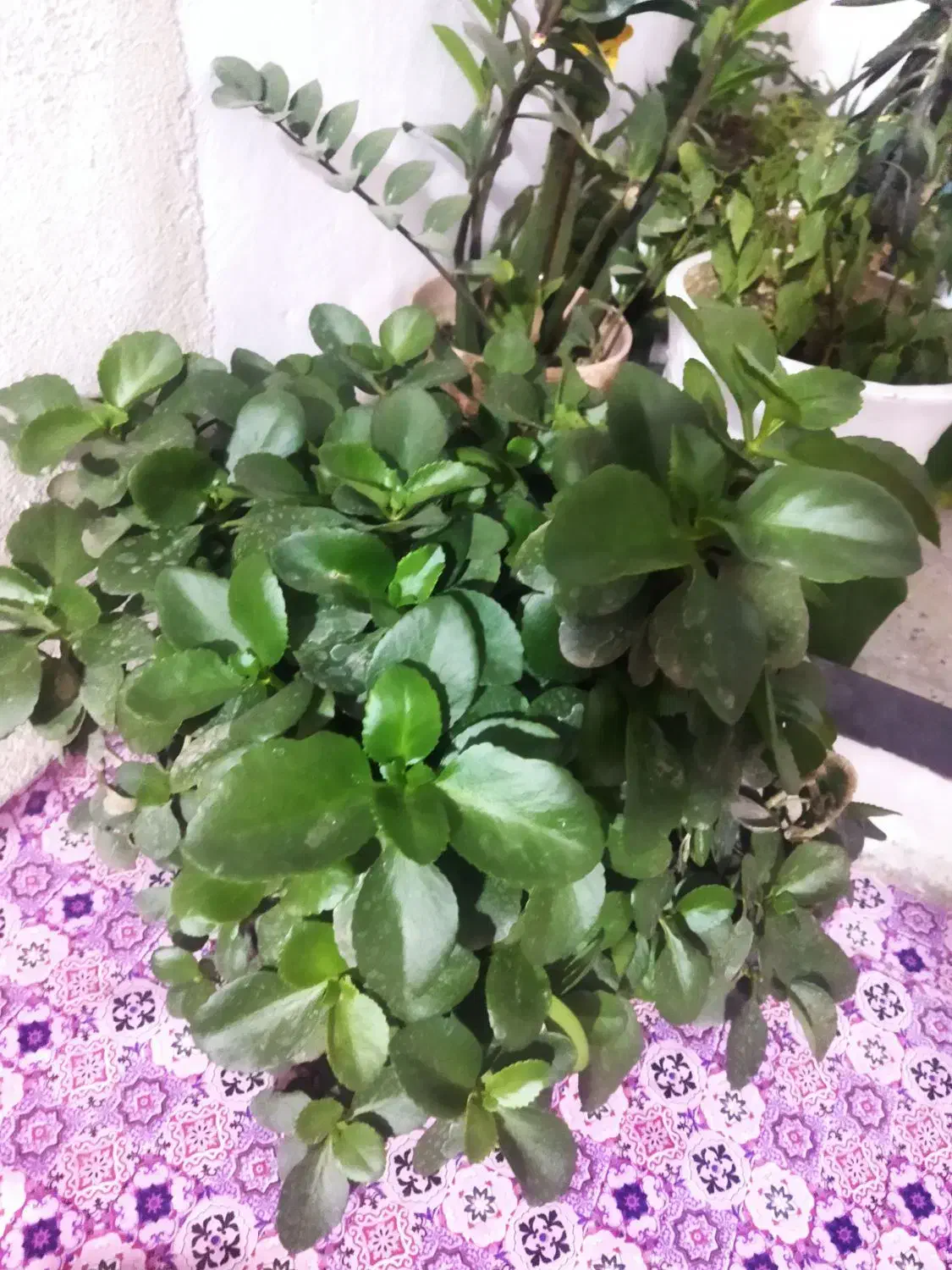 گل گل گل|گل و گیاه طبیعی|اسلام‌‌آباد غرب, |دیوار