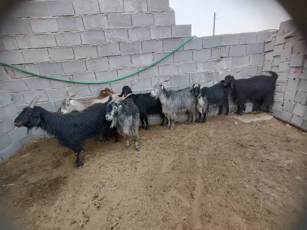 بز.کهره .میش|حیوانات مزرعه|مرودشت, استادیوم‎|دیوار