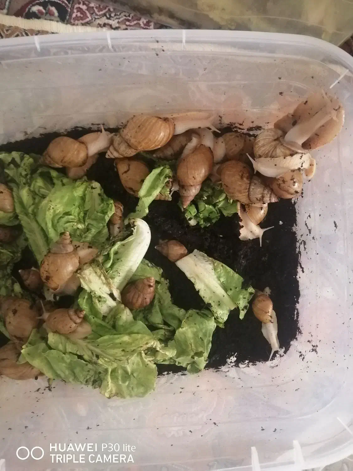 حلزون البینو|خزنده|مشهد, گاز|دیوار