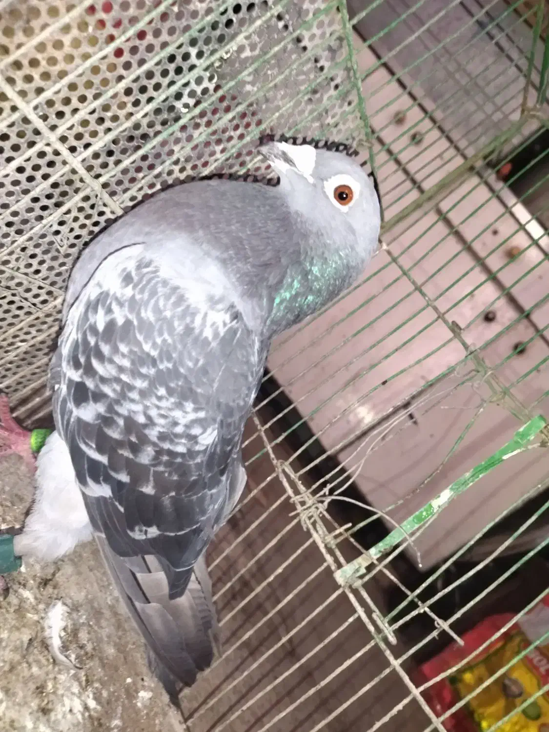 مسافتی|پرنده|مینودشت, |دیوار