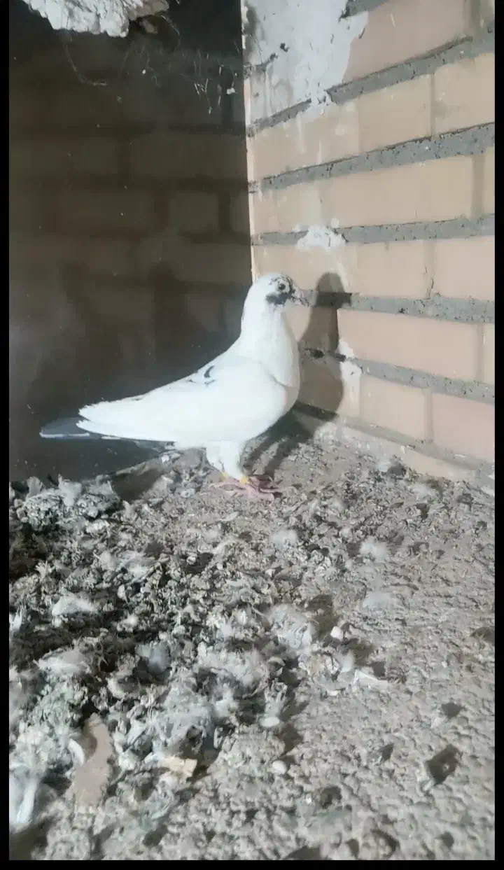 پلنگ سیاه نر|پرنده|نیشابور, ابراهیمی|دیوار