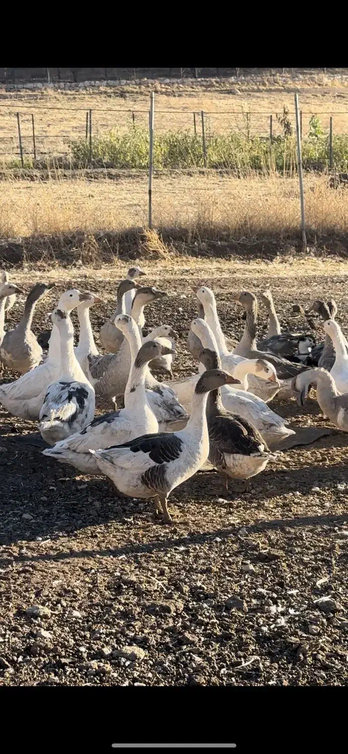 غاز و قو غاز درشت|حیوانات مزرعه|پاوه, |دیوار