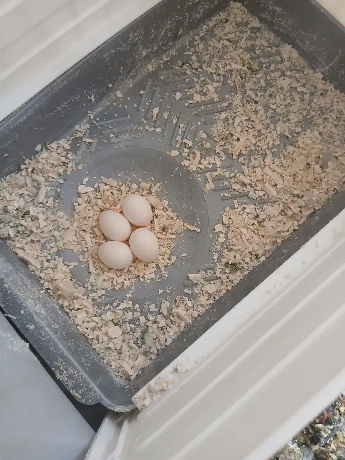 جفت نرو ماده ی عروس هلندی با ۵ تا تخم|پرنده|داراب, |دیوار