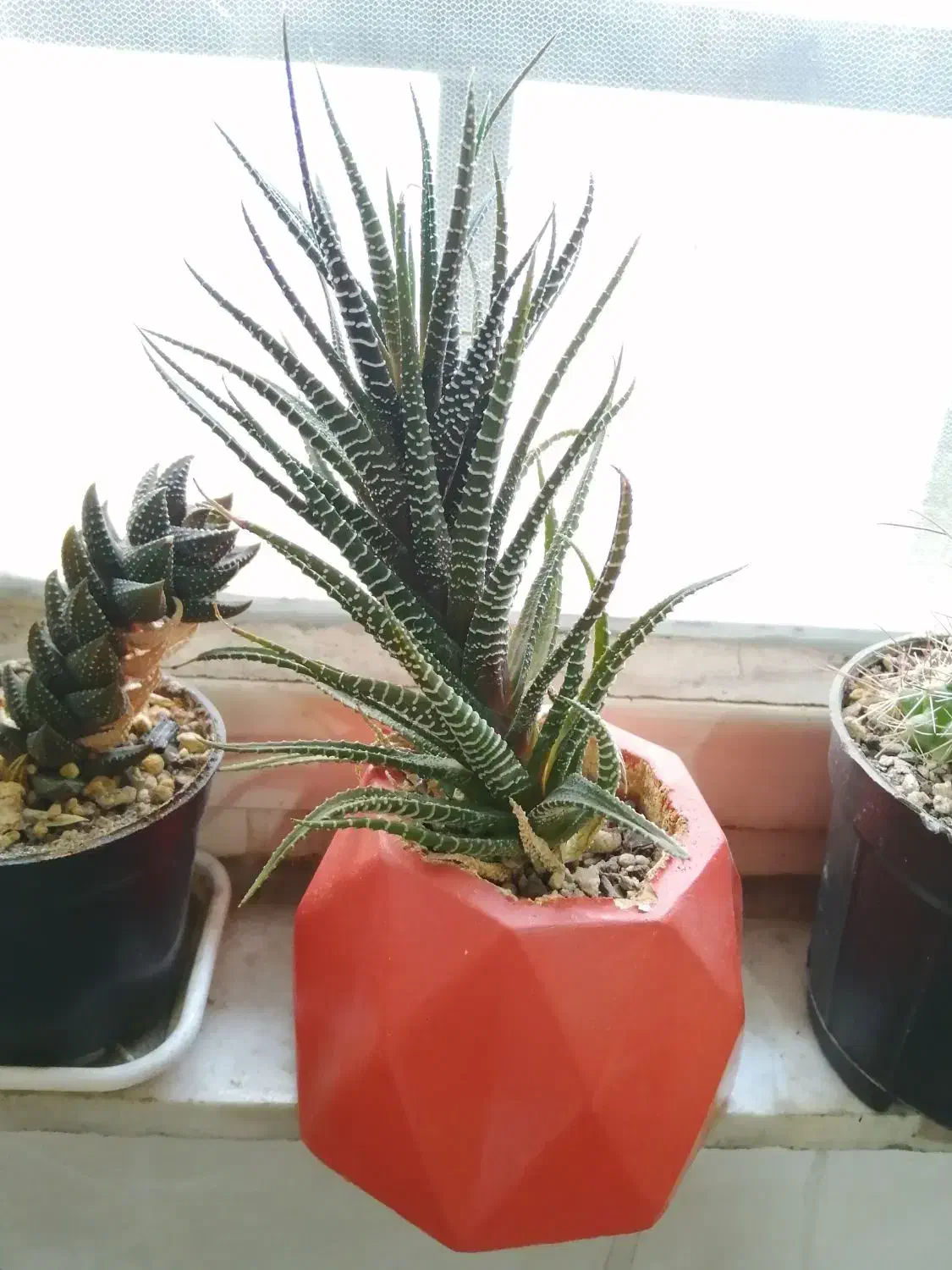 انواع و اقسام گل و کاکتوس و سانسوریا پُر|گل و گیاه طبیعی|بروجرد, |دیوار