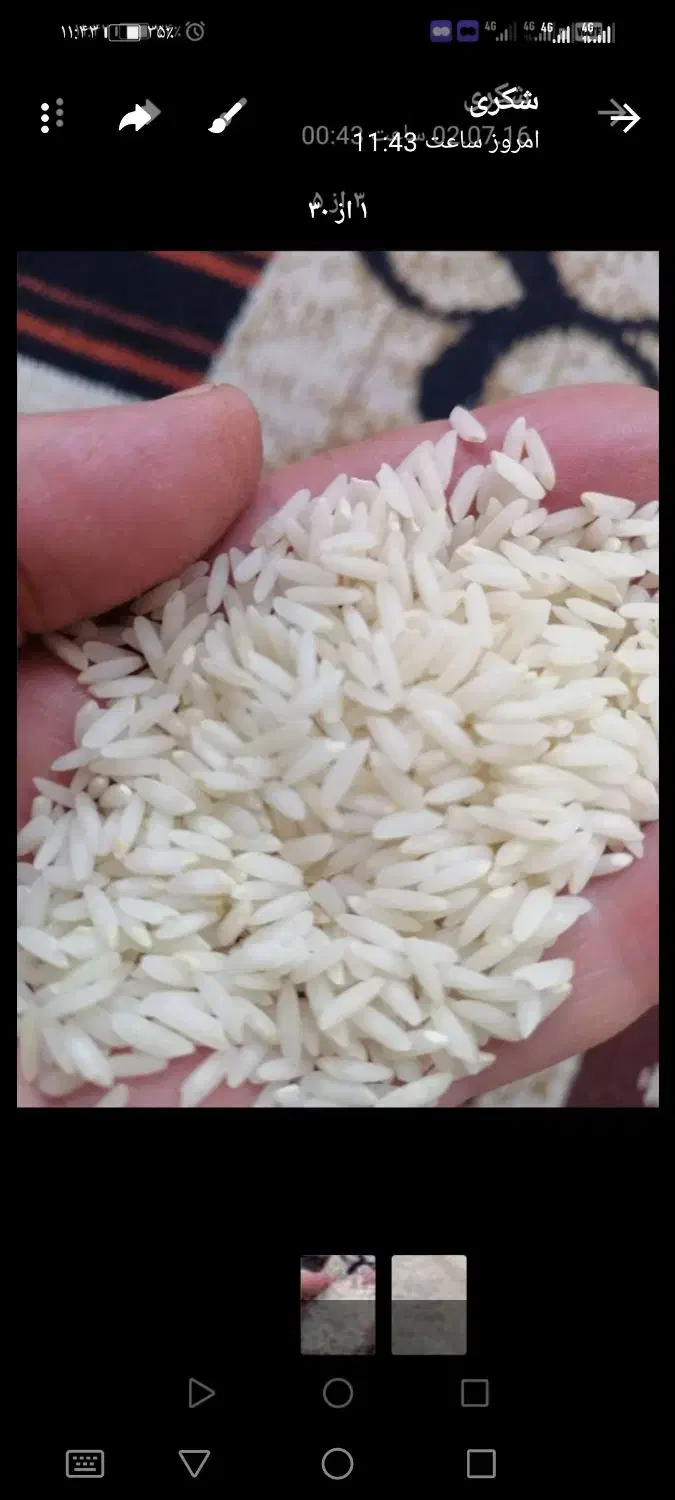 برنج گیلان صدری هاشمی  سالم یکدست بشرط پخت|خوردنی و آشامیدنی|قزوین, |دیوار