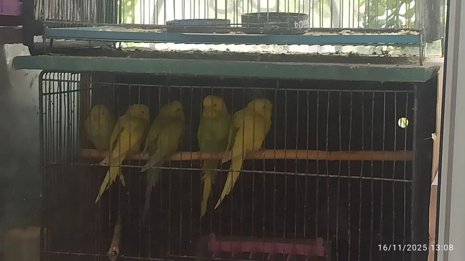 ۵عدد مرغ عشق خوشرنگ|پرنده|تهران, پرستار|دیوار