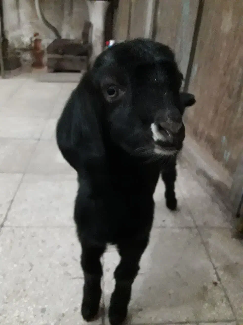 بزغاله|حیوانات مزرعه|سبزوار, زینبیه|دیوار