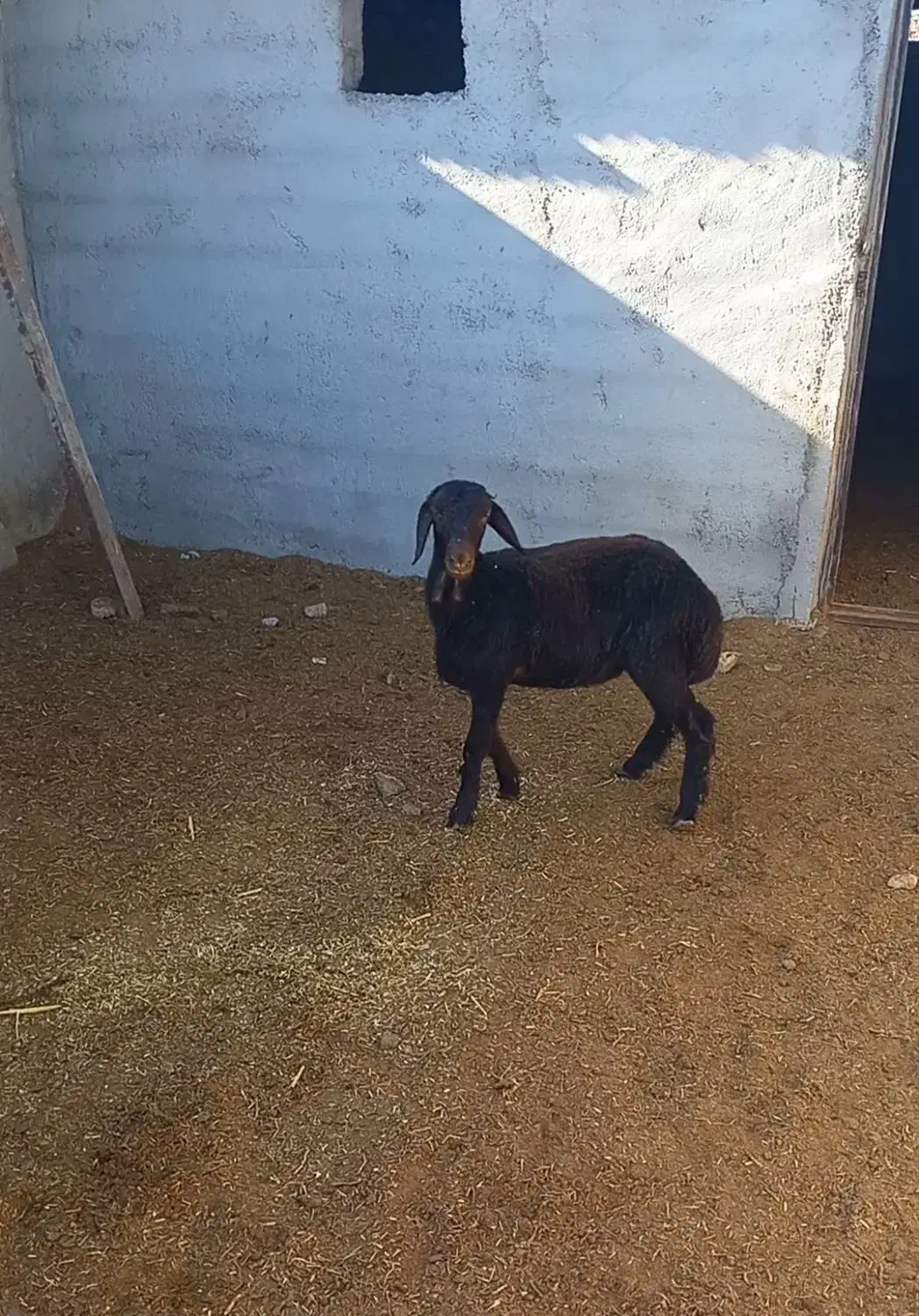 ماده تقلی افشار|حیوانات مزرعه|شاهرود, |دیوار