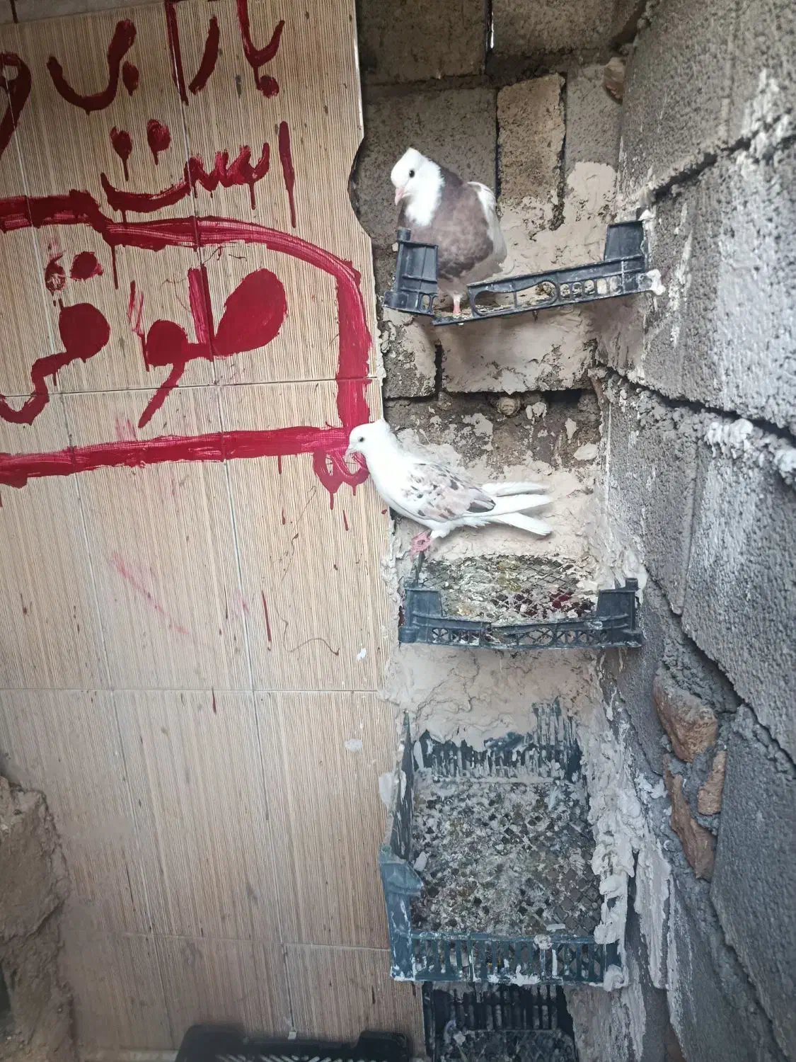 دو عدد کبوتر نر یه دوکت یه سفید دره شهر|پرنده|دره شهر, |دیوار