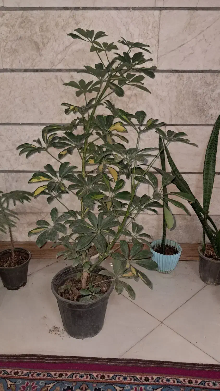 گل و گیاه شفلرا|گل و گیاه طبیعی|مشهد, سناباد|دیوار