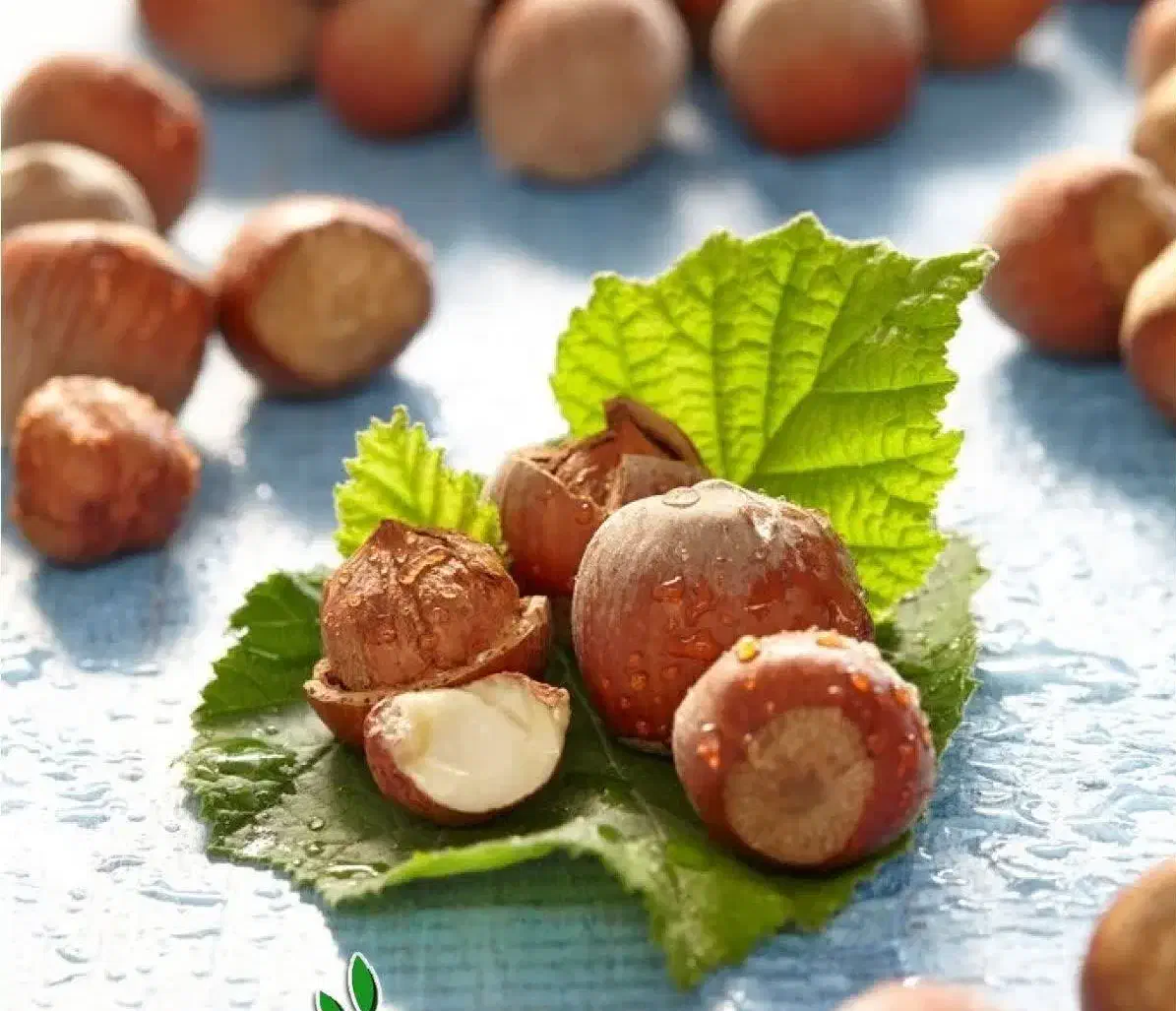 پیش فروش نهال فندق فرتیل|خدمات باغبانی و درختکاری|ابرکوه, |دیوار