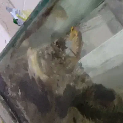 ماهی کوی تخفیف همم می دم به علت جابجایی|ماهی|شاهرود, |دیوار