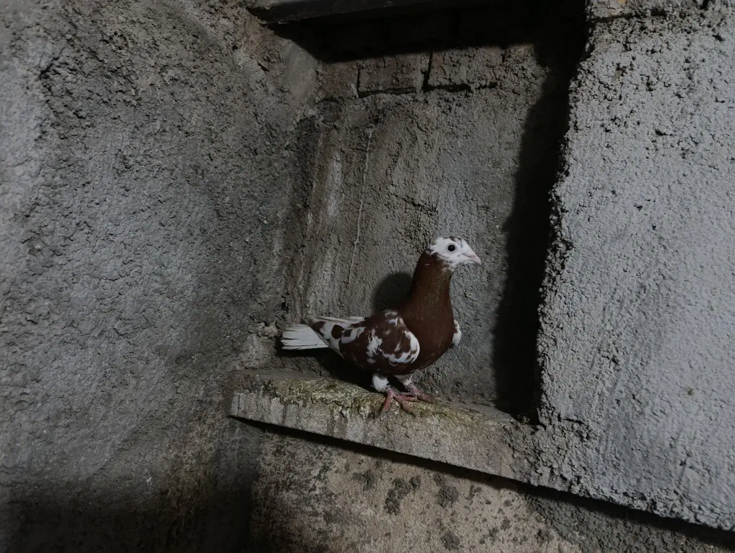 کارل|پرنده|نگین شهر, |دیوار