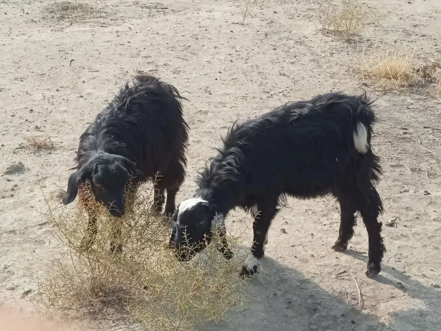 نر و ماده|حیوانات مزرعه|میاندوآب, |دیوار