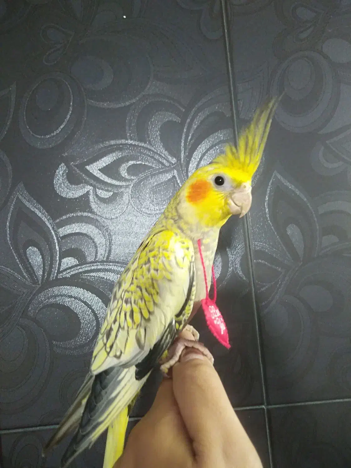 انواع عروس هلندی و کوتوله برزیلی|پرنده|شیراز, شهرک گلشن|دیوار