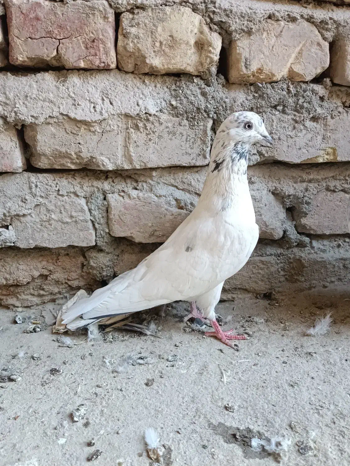 کفتر|پرنده|ایرانشهر, |دیوار