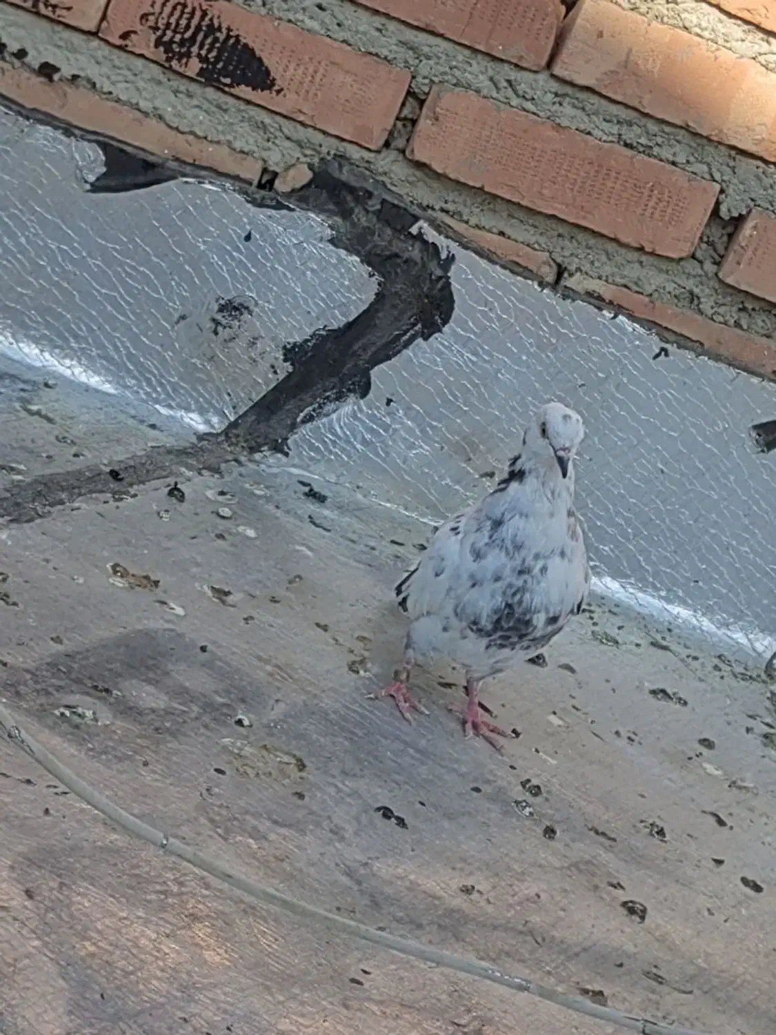 کبوتر|پرنده|سلماس, |دیوار