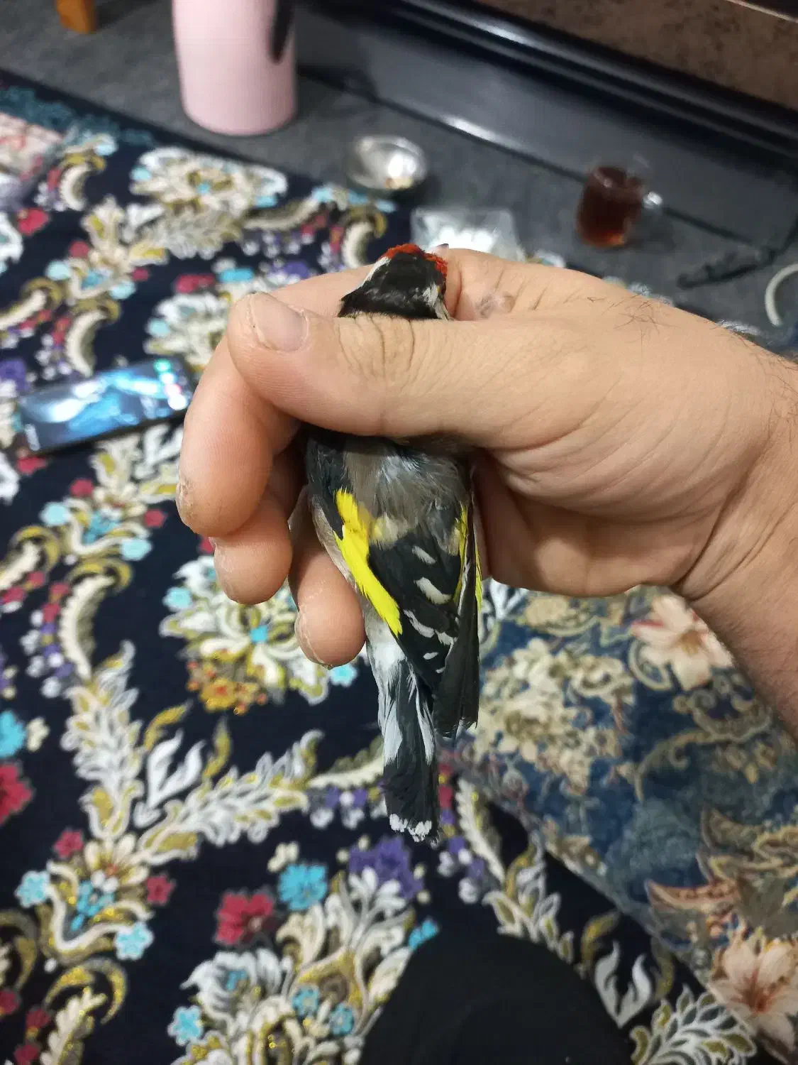 سهره نر چهارگل عطیقه.|پرنده|پاکدشت, پاکدشت (مامازند)|دیوار