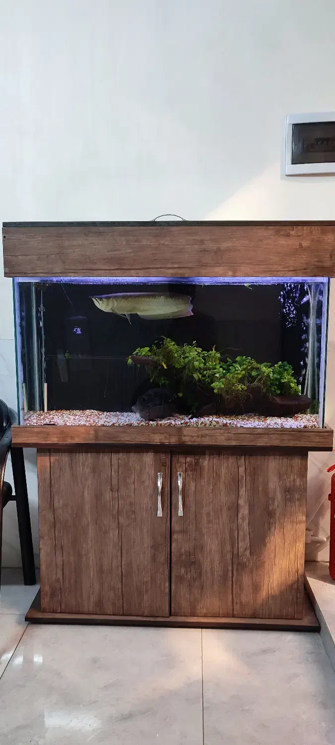 آکواریوم|ماهی|ری, علایین|دیوار