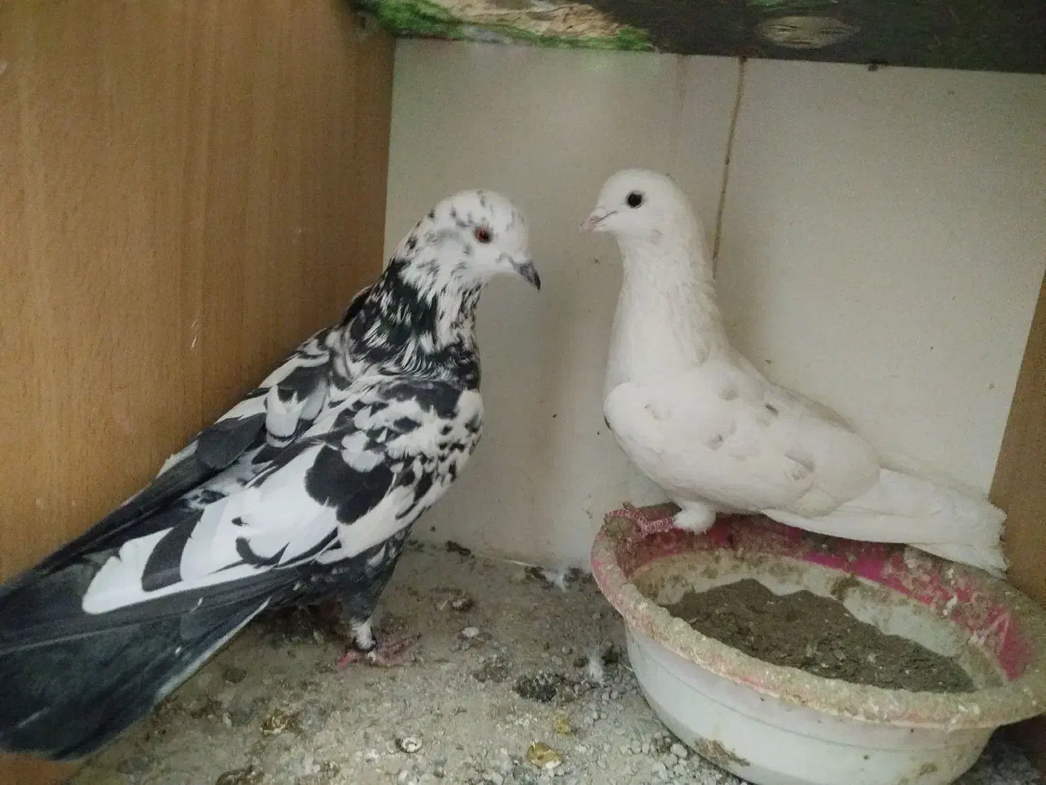 کبوتر گم شده|پرنده|شاهرود, |دیوار