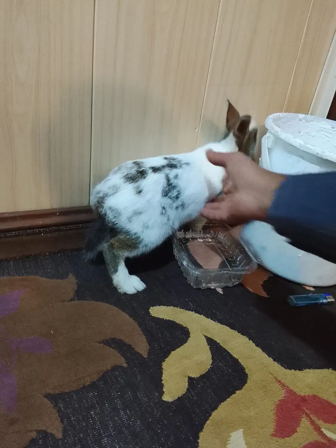 خرگوش قشنگی ولی عالی. جا ندارم بخاطر همین|موش و خرگوش|رباطکریم, وهن آباد|دیوار