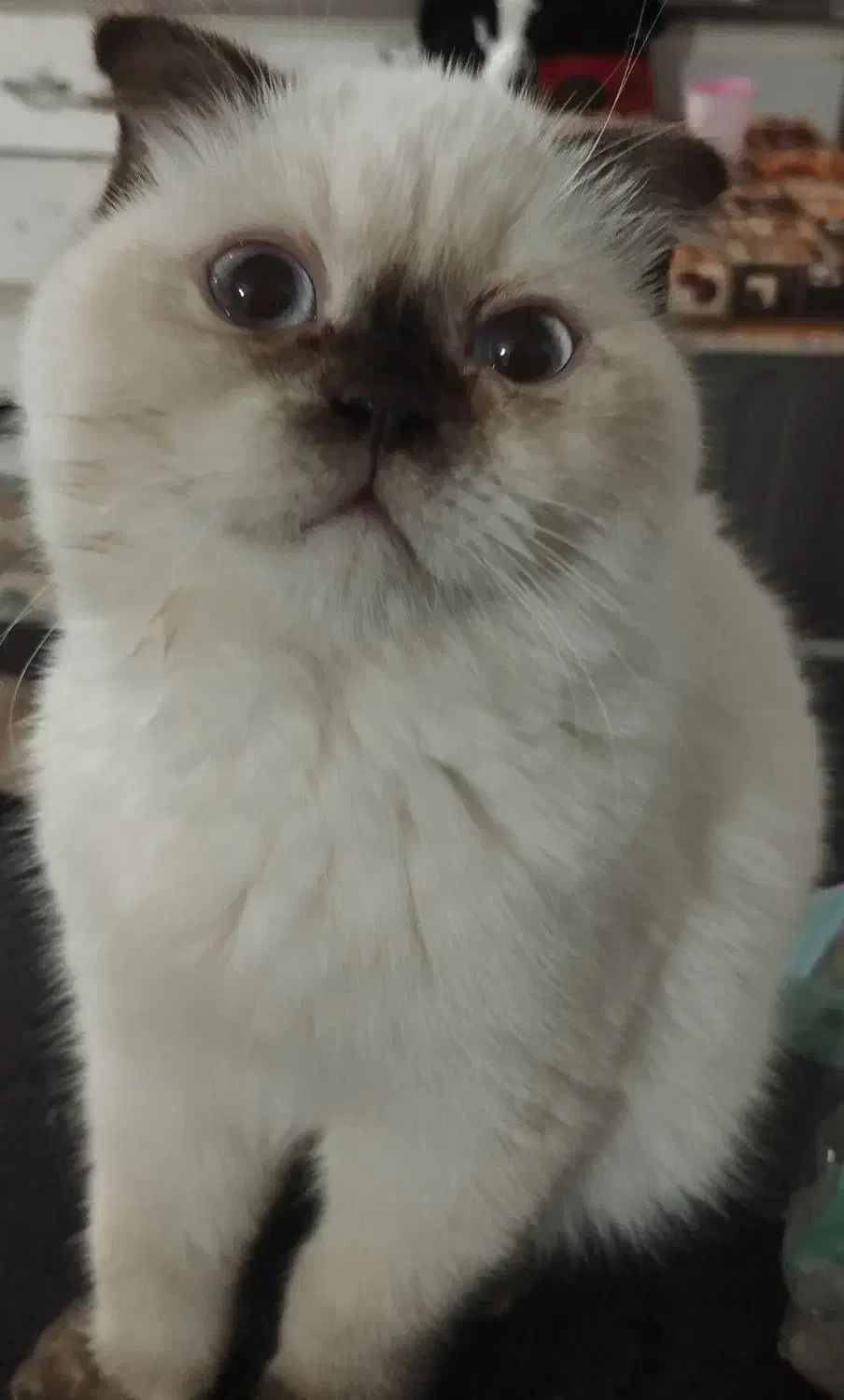 گربه سیامی فولد|گربه|سنندج, |دیوار