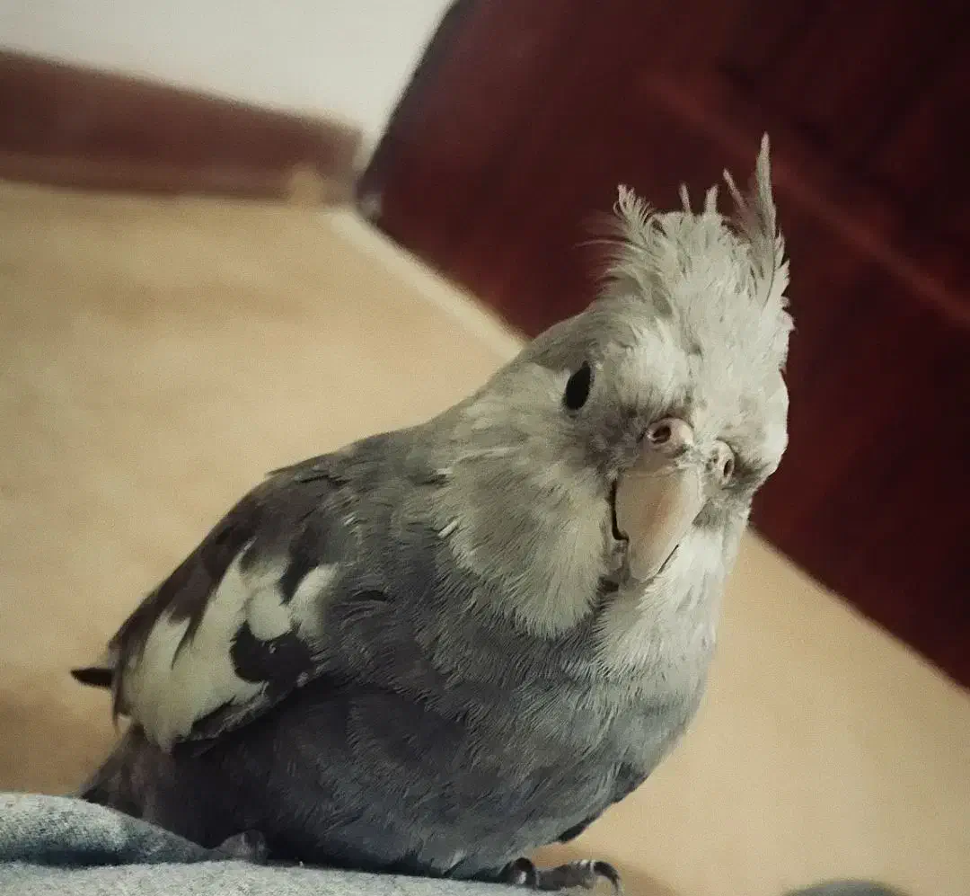 عروس هلندی گمشده|پرنده|مشهد, امیریه|دیوار