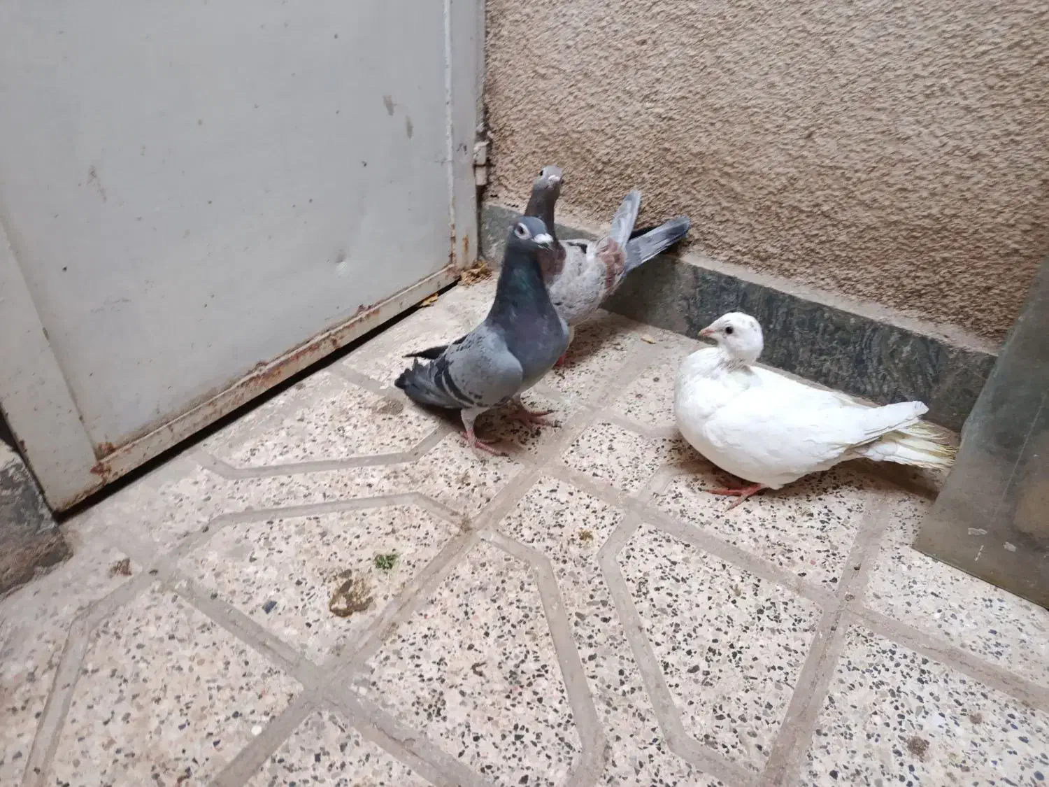 کفتر سفید جوجه جوان|پرنده|مشهد, بهاران|دیوار