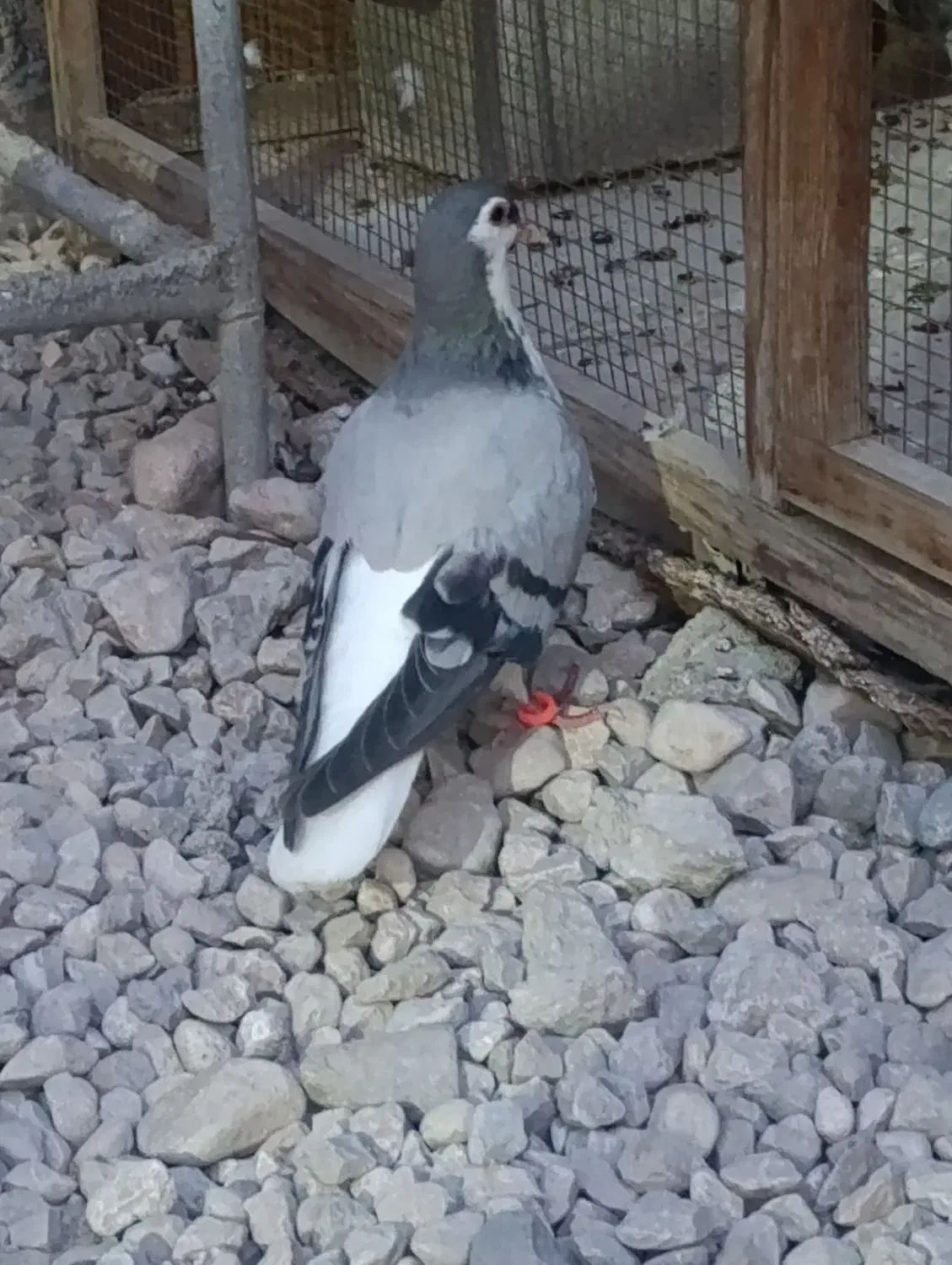 کبوتر خوش رنگ شهری|پرنده|خورموج, |دیوار