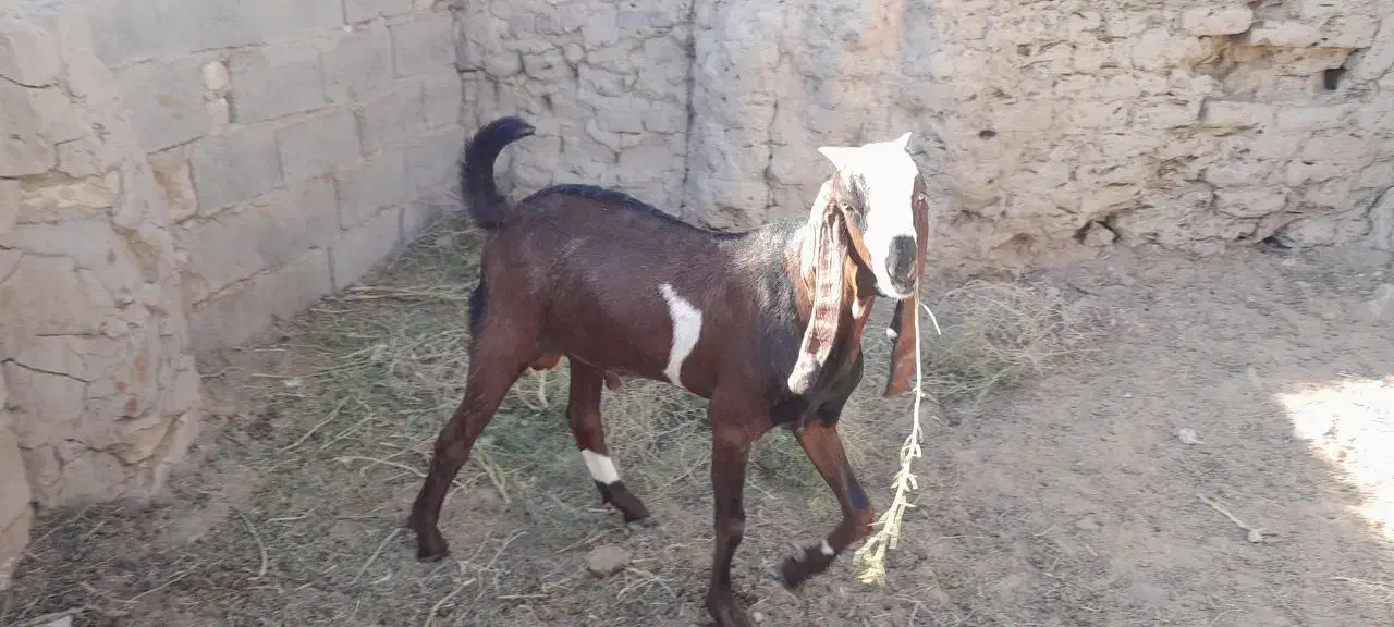 کره بز مری نژاد پنجاب|حیوانات مزرعه|زابل, |دیوار