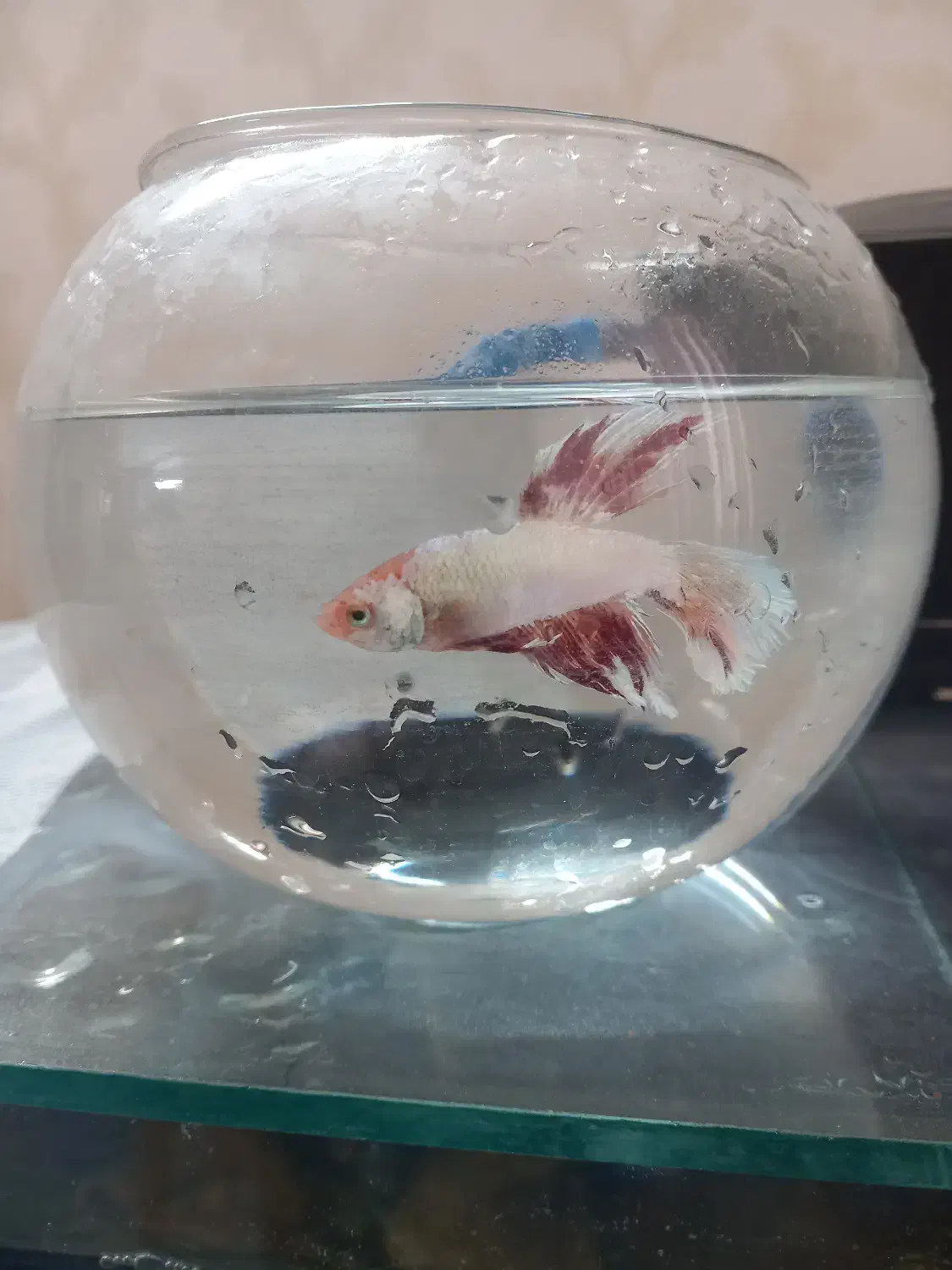 فایتر|ماهی|اسلام‌شهر, مطهری|دیوار