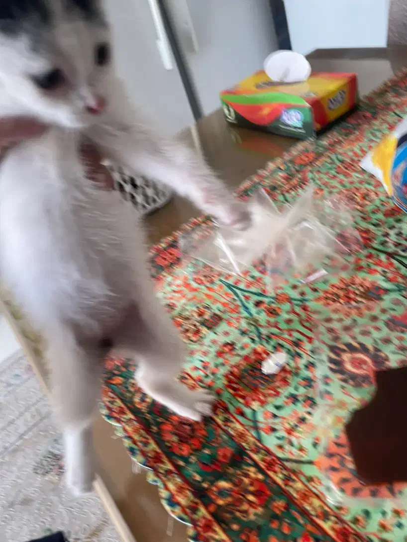 واگذاری بچه گربه با وسایلاش(هزینه دارد)|گربه|مشهد, آبکوه|دیوار